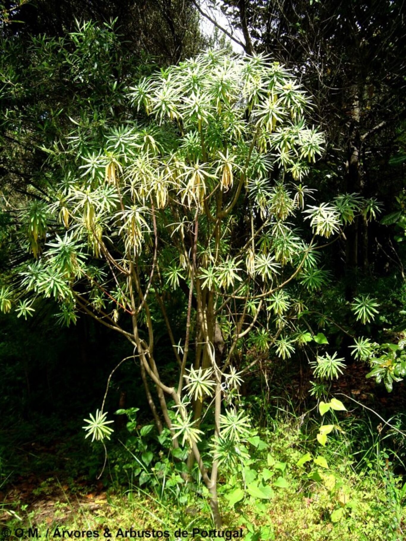 Figueira-do-inferno (Euphorbia piscatoria)